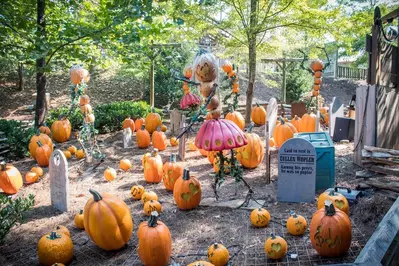 pumpkins and decorations